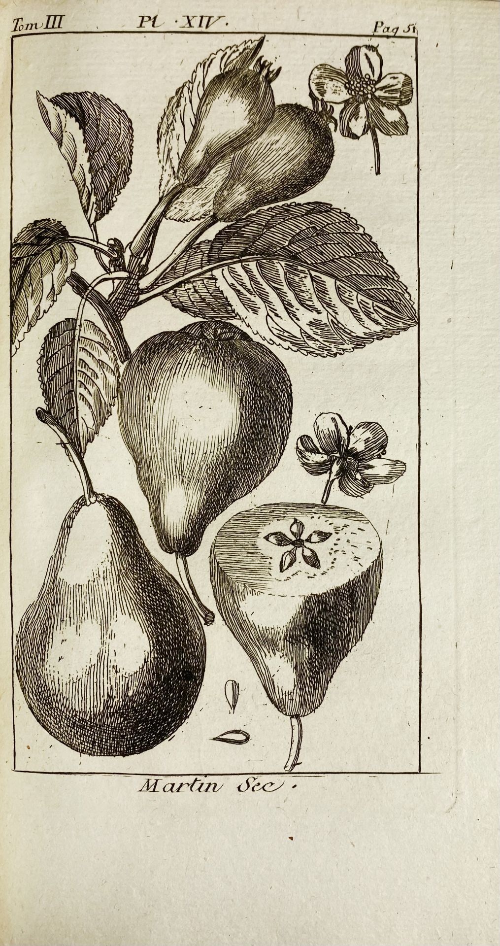DUHAMEL du MONCEAU, (H.L.). Traité des arbres fruitiers, contenant leur figure, leur - Bild 2 aus 6