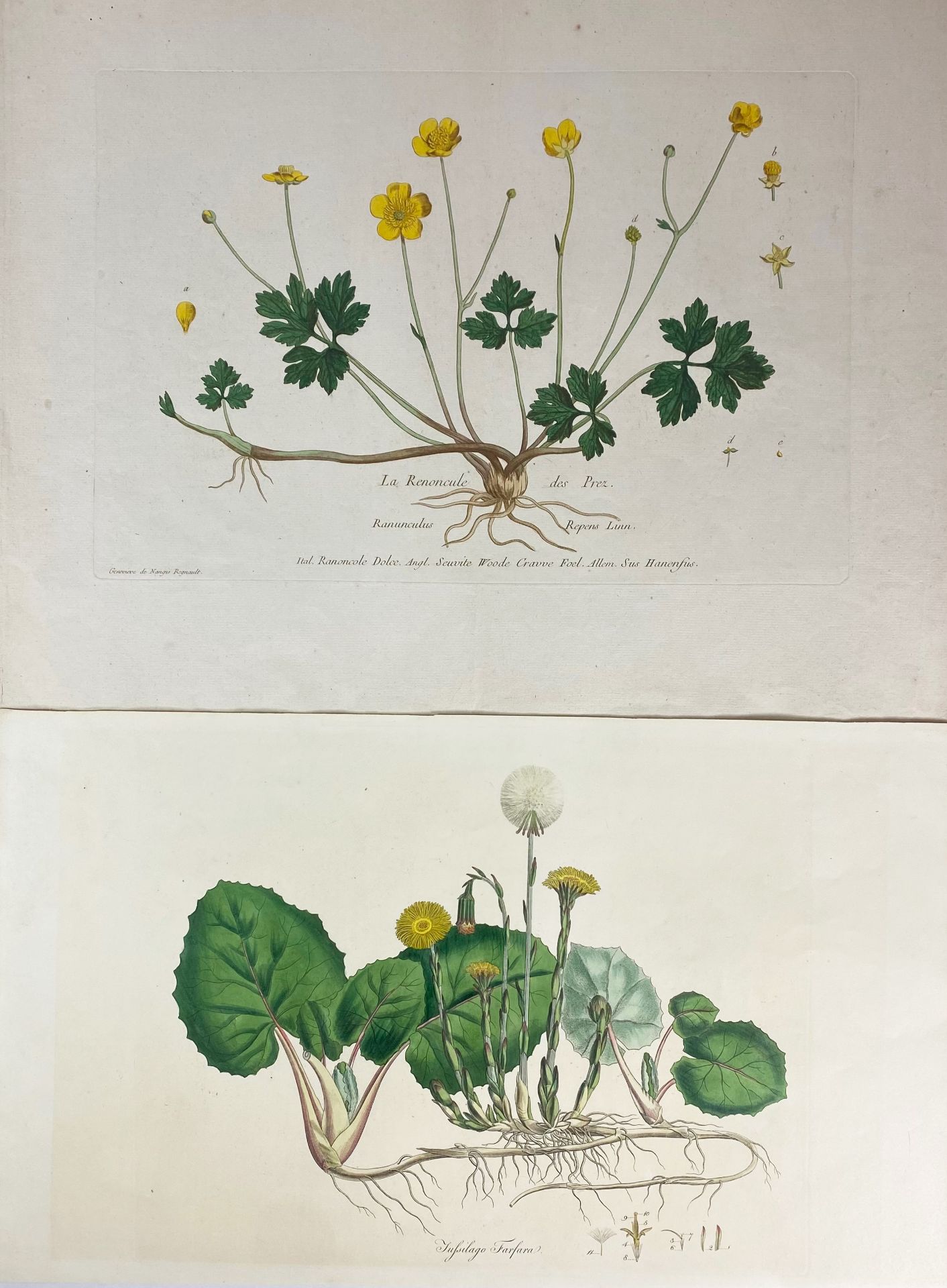 BOTANY -- "BARBA CAPRAE / Scorsonera latifolia". (c. 1613). Handcold. engr. from B. Besler's - Bild 2 aus 3