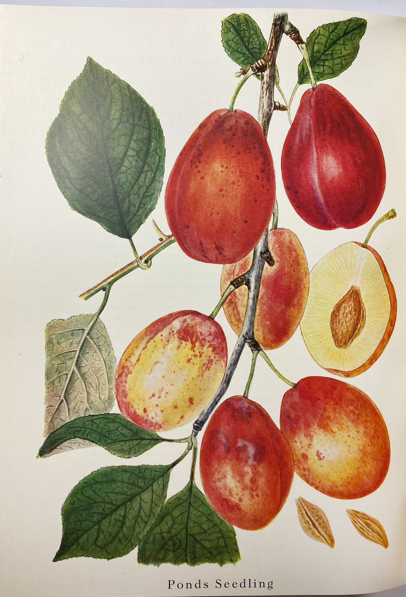 PEDERSEN, A. Danmarks frugtsorter. I: Æbler. II: Pærer, Blommer, Kirsebær. (1950-)55 - Image 2 of 3