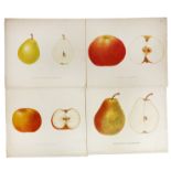 APPLES & PEARS -- MENGELBERG, J. Aepfel und Birnen. Frankf. a/d O., Kunst