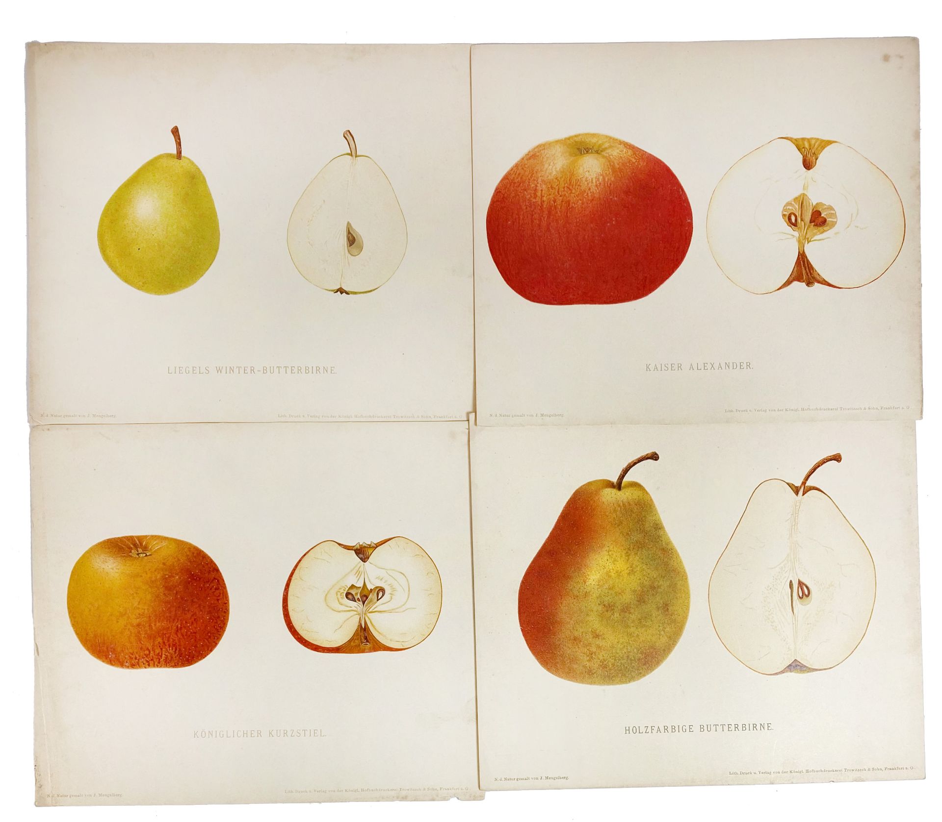 APPLES & PEARS -- MENGELBERG, J. Aepfel und Birnen. Frankf. a/d O., Kunst