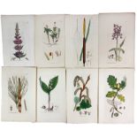 BOTANY -- COLLECTION of 198 engravings, all cold. by hand and taken from