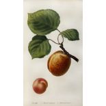 NOISETTE, L.C. Le jardin fruitier, histoire et culture des arbres fruitiers, des