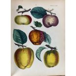 FRUIT GROWING -- CALWER, C.G. Deutschlands Obst- und Beerenfrüchte. Stuttg., 1854. vi, 146
