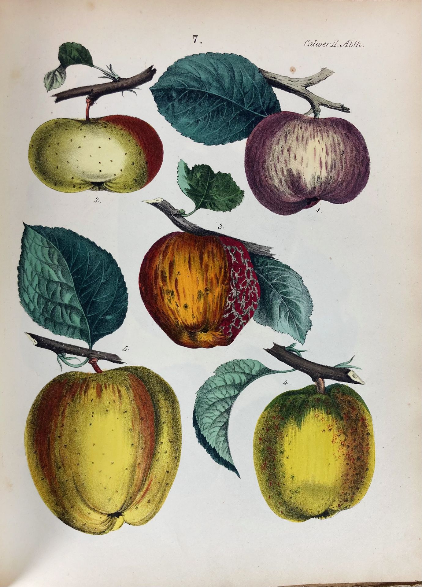 FRUIT GROWING -- CALWER, C.G. Deutschlands Obst- und Beerenfrüchte. Stuttg., 1854. vi, 146