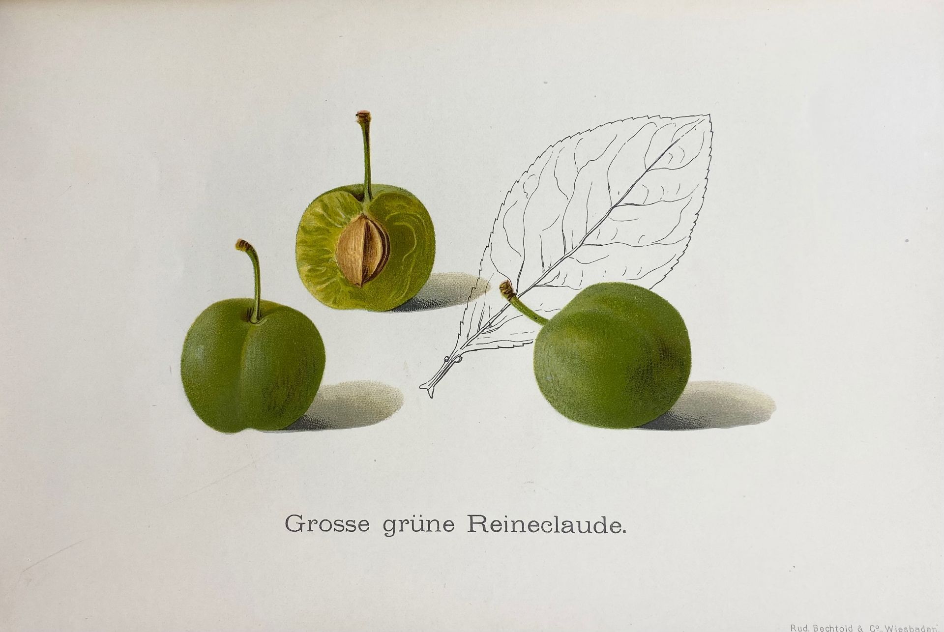 OBSTSORTEN, Unsere besten deutschen. Bd I: Äpfel; Bd. II: Birnen; Bd. III - Bild 3 aus 4