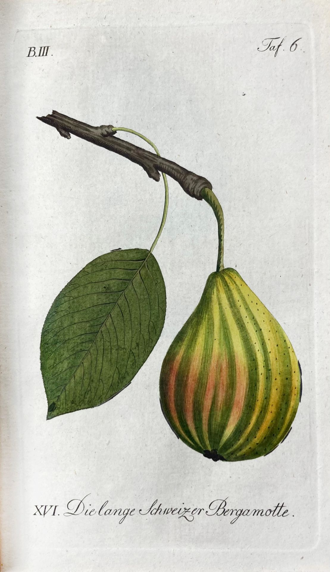 SICKLER, J.V., hrsg. Der teutsche Obstgärtner oder gemeinnütziges Magazin der Obstbaues in - Bild 5 aus 7