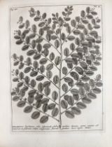 BOTANY -- BURMANN, J. Thesaurus Zeylanicus, exhibens plantas in insula Zeylana nascentes; inter