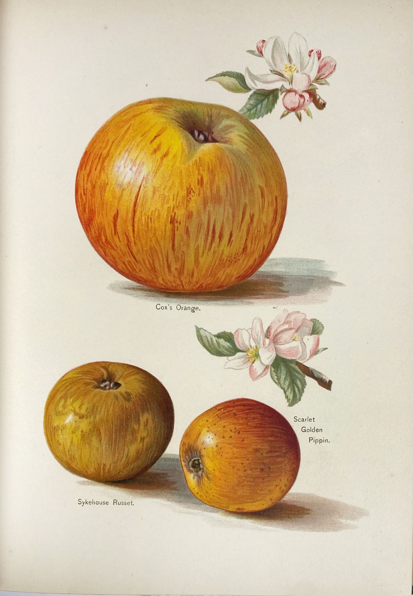 FRUIT GROWING -- WRIGHT, J. The fruit grower's guide. Lond., J.S. Virtue & Co - Image 3 of 4