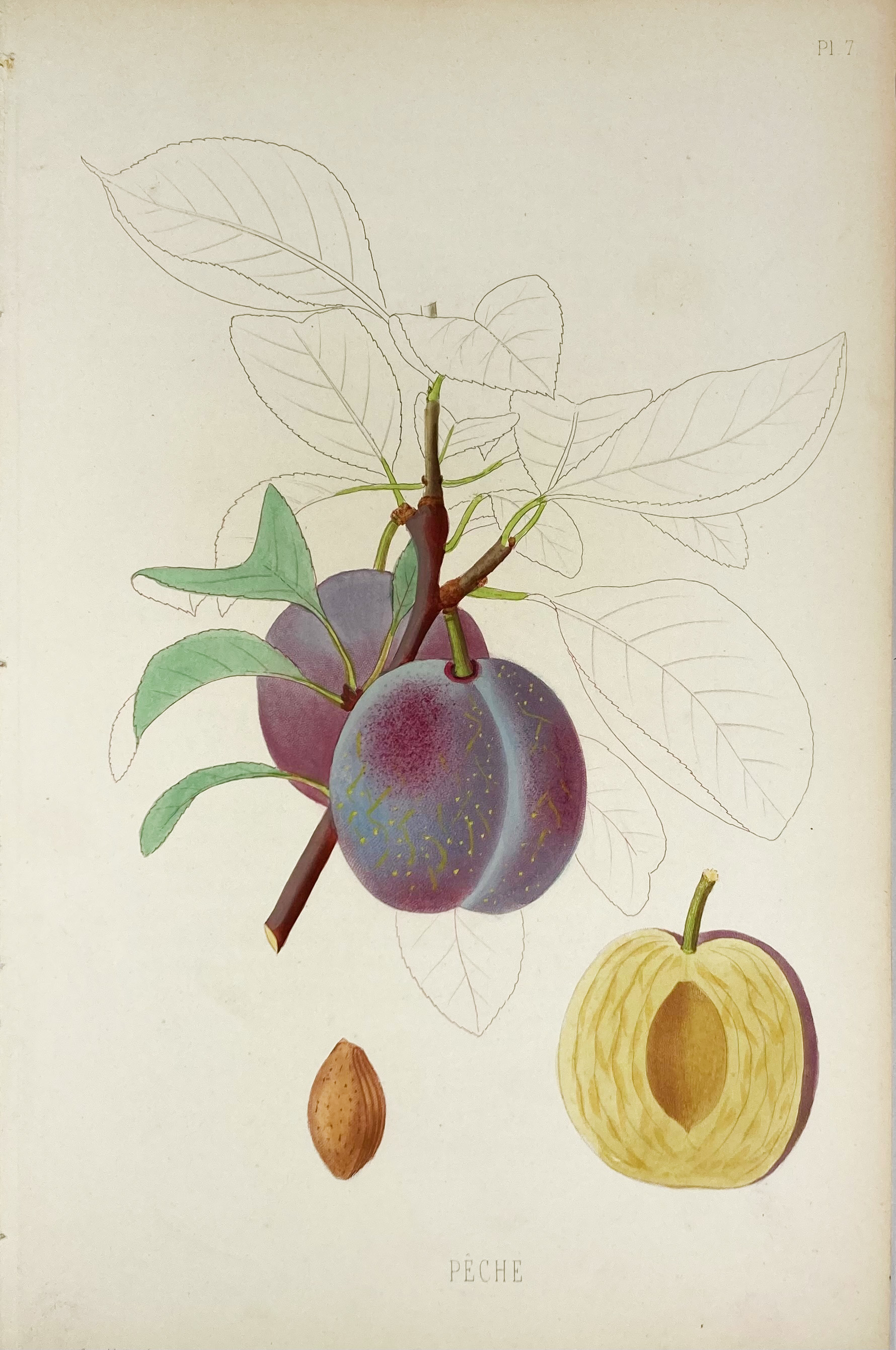 POMOLOGIE de la France ou histoire et description de tous les Fruits - Image 3 of 8