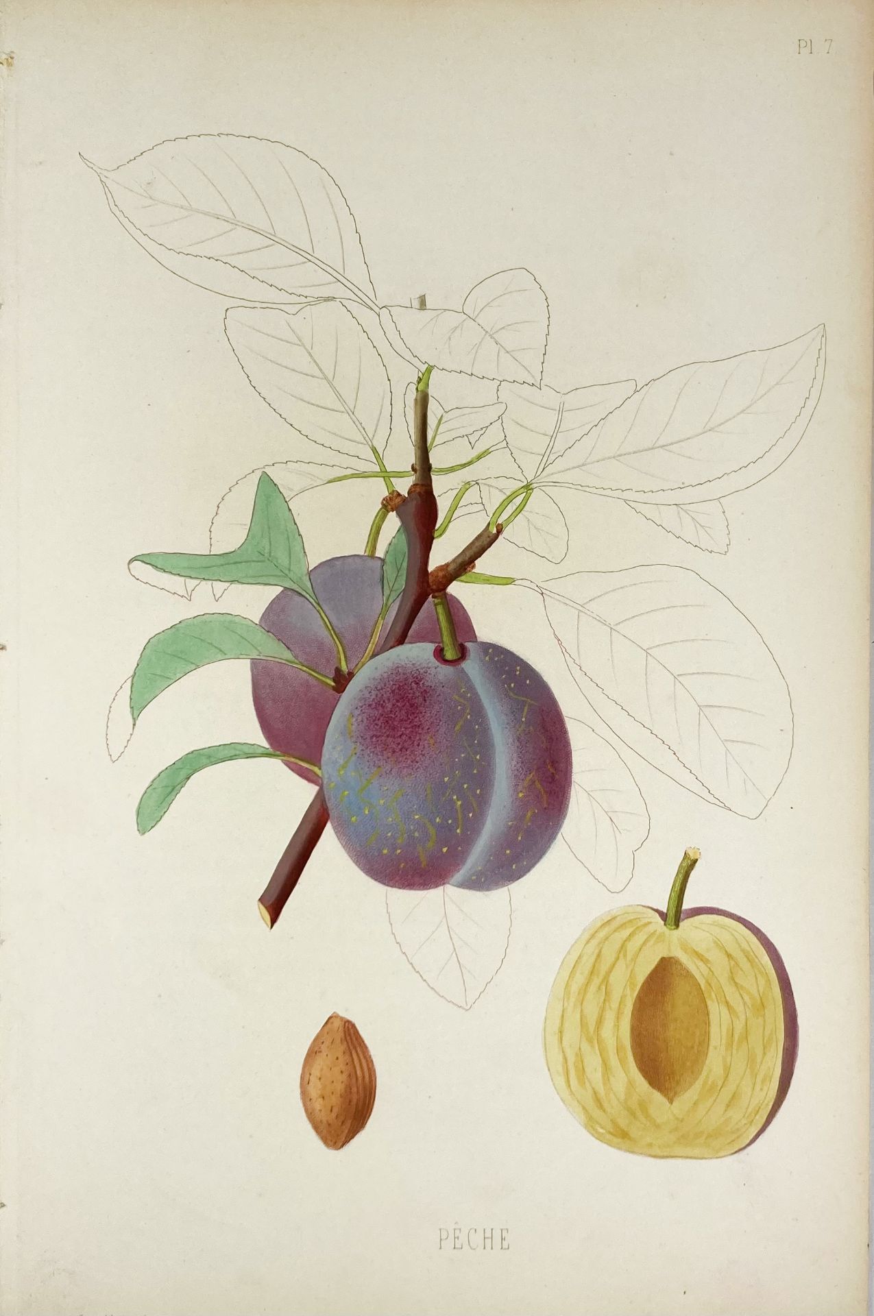 POMOLOGIE de la France ou histoire et description de tous les Fruits - Bild 3 aus 8