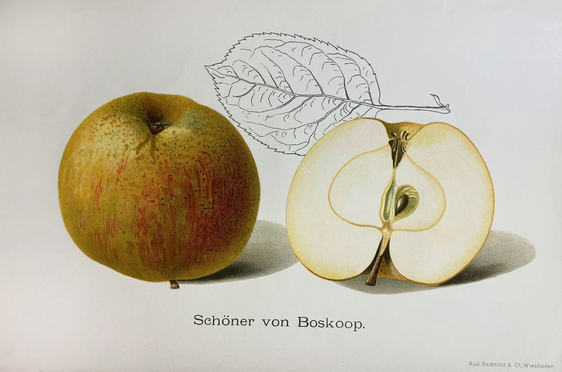 OBSTSORTEN, Unsere besten deutschen. Bd I: Äpfel; Bd. II: Birnen; Bd. III - Image 2 of 4