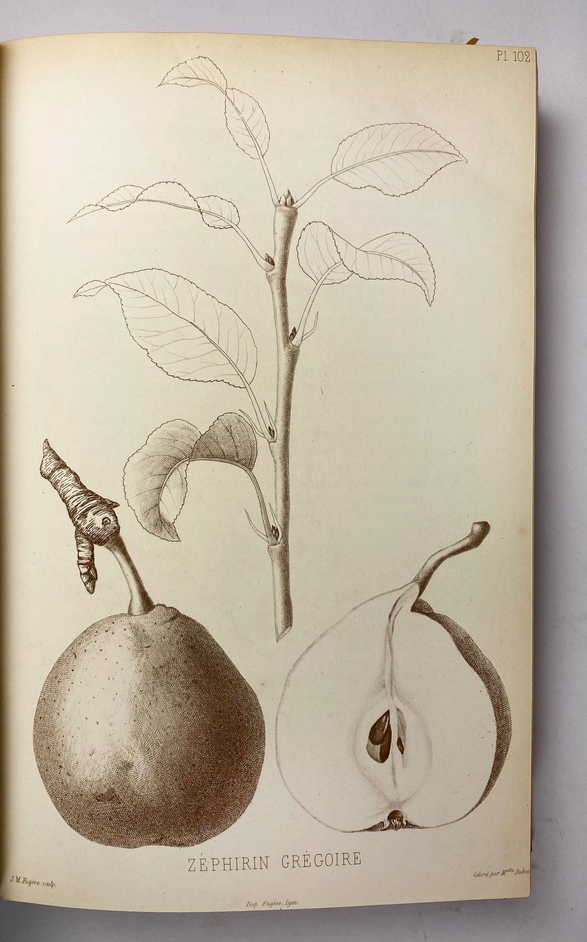 POMOLOGIE de la France ou histoire et description de tous les Fruits - Bild 2 aus 4