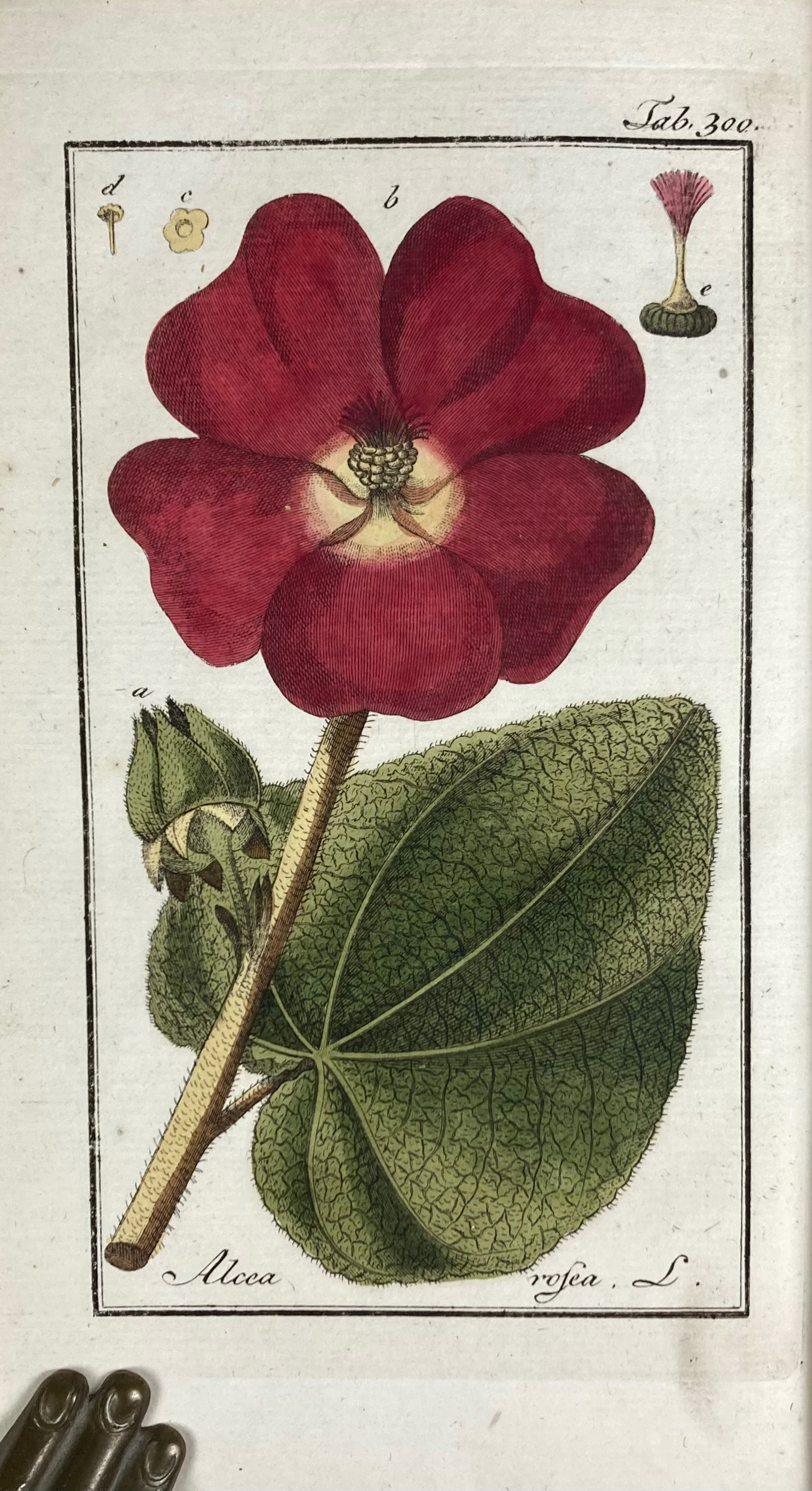 BOTANY -- (ZORN, J.). Afbeeldingen der artseny-gewassen met derzelver Nederduytsche en Latynsche - Image 2 of 5