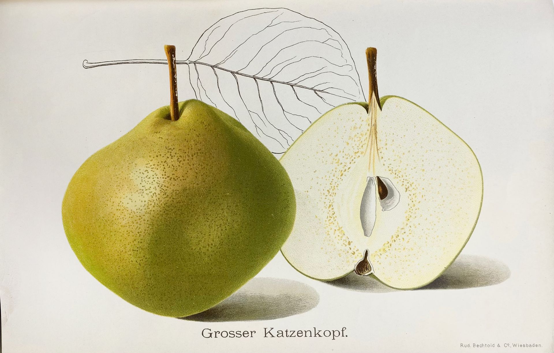 OBSTSORTEN, Unsere besten deutschen. Bd I: Äpfel; Bd. II: Birnen; Bd. III - Bild 4 aus 4