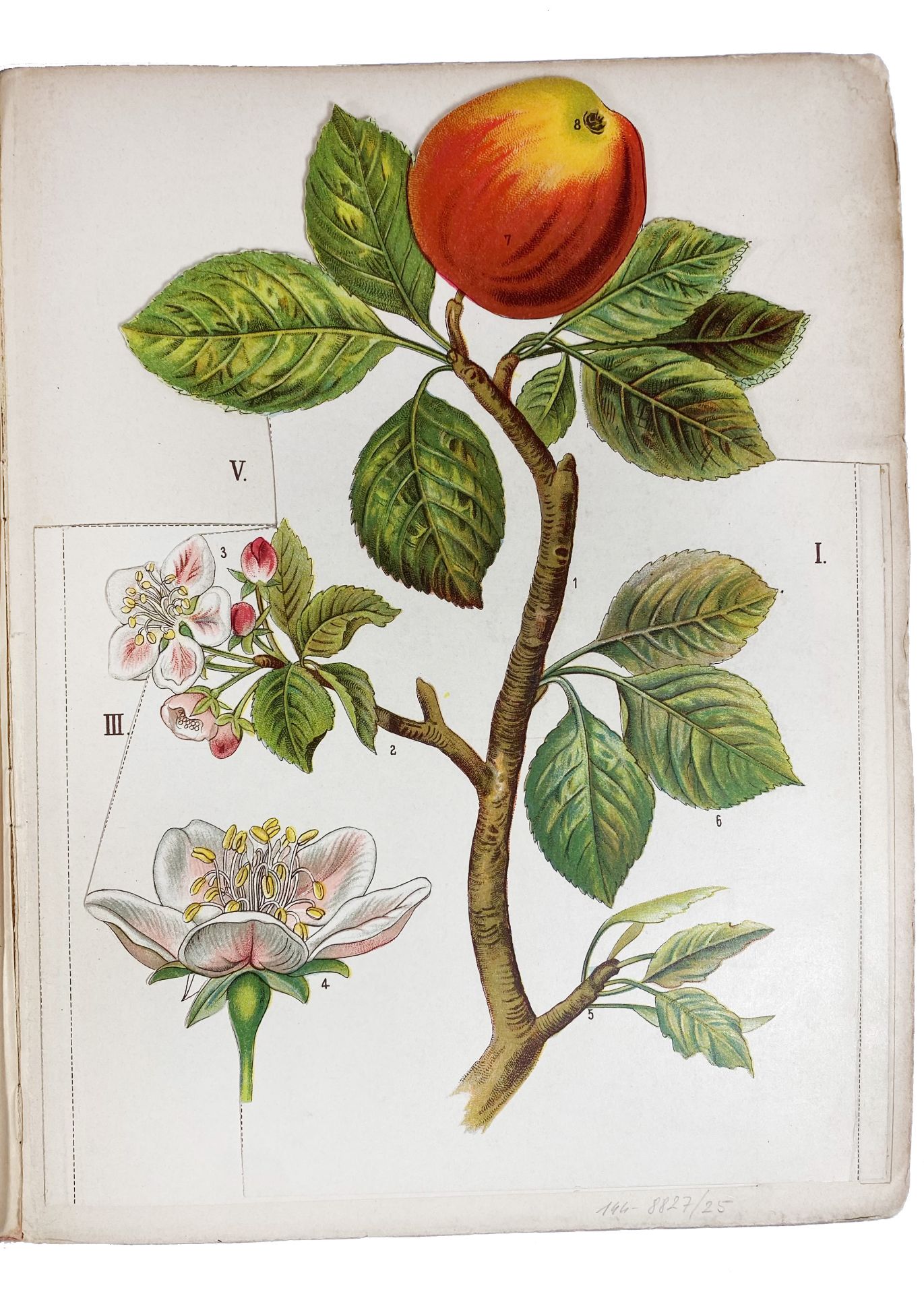 APPLES -- SCHLEYER, A. Der Apfel. Bildliche Darstellung der Blüte, Frucht und übrigen - Bild 4 aus 4
