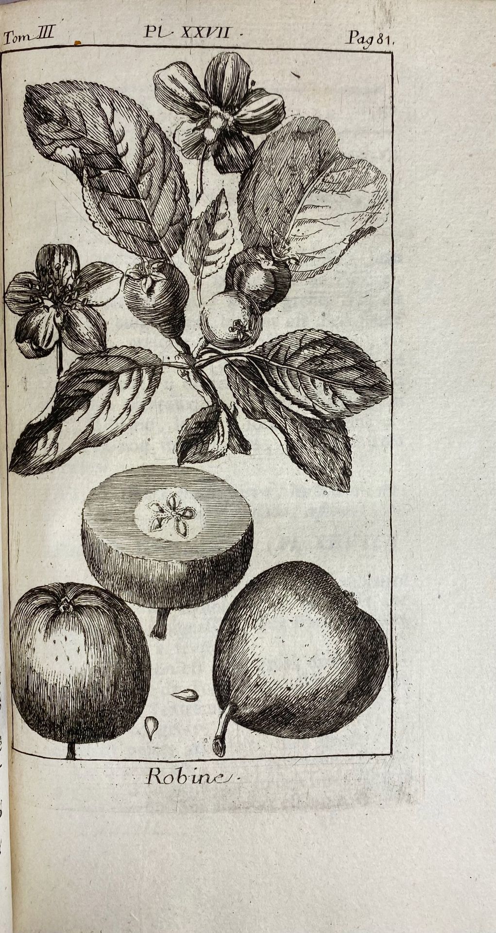 DUHAMEL du MONCEAU, (H.L.). Traité des arbres fruitiers, contenant leur figure, leur - Bild 5 aus 6