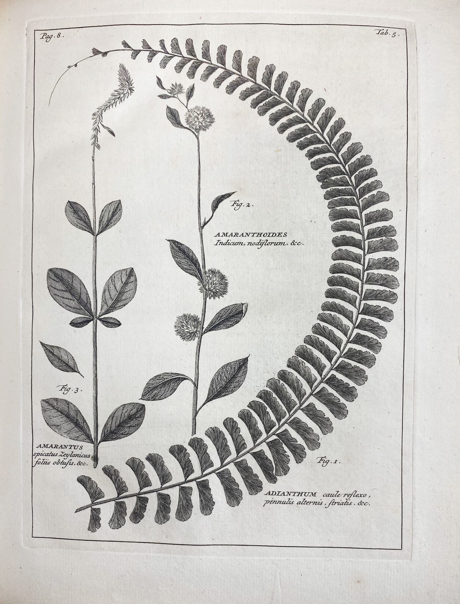 BOTANY -- BURMANN, J. Thesaurus Zeylanicus, exhibens plantas in insula Zeylana nascentes; inter - Bild 3 aus 7