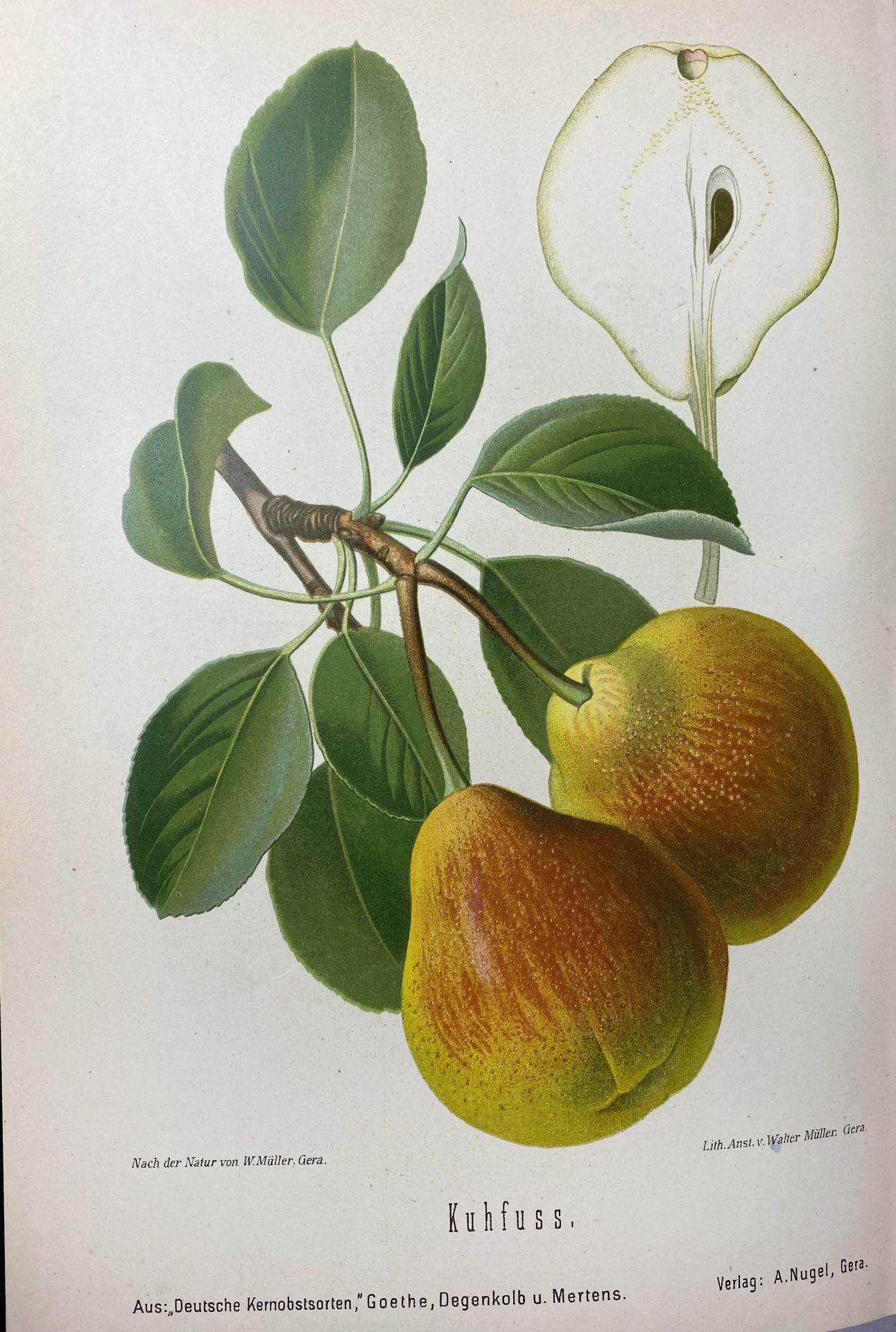 APPLES & PEARS -- GOETHE, R., H. DEGENKOLB & R. MERTENS. Die wichtigsten deutschen Kernobstsorten - Image 3 of 5