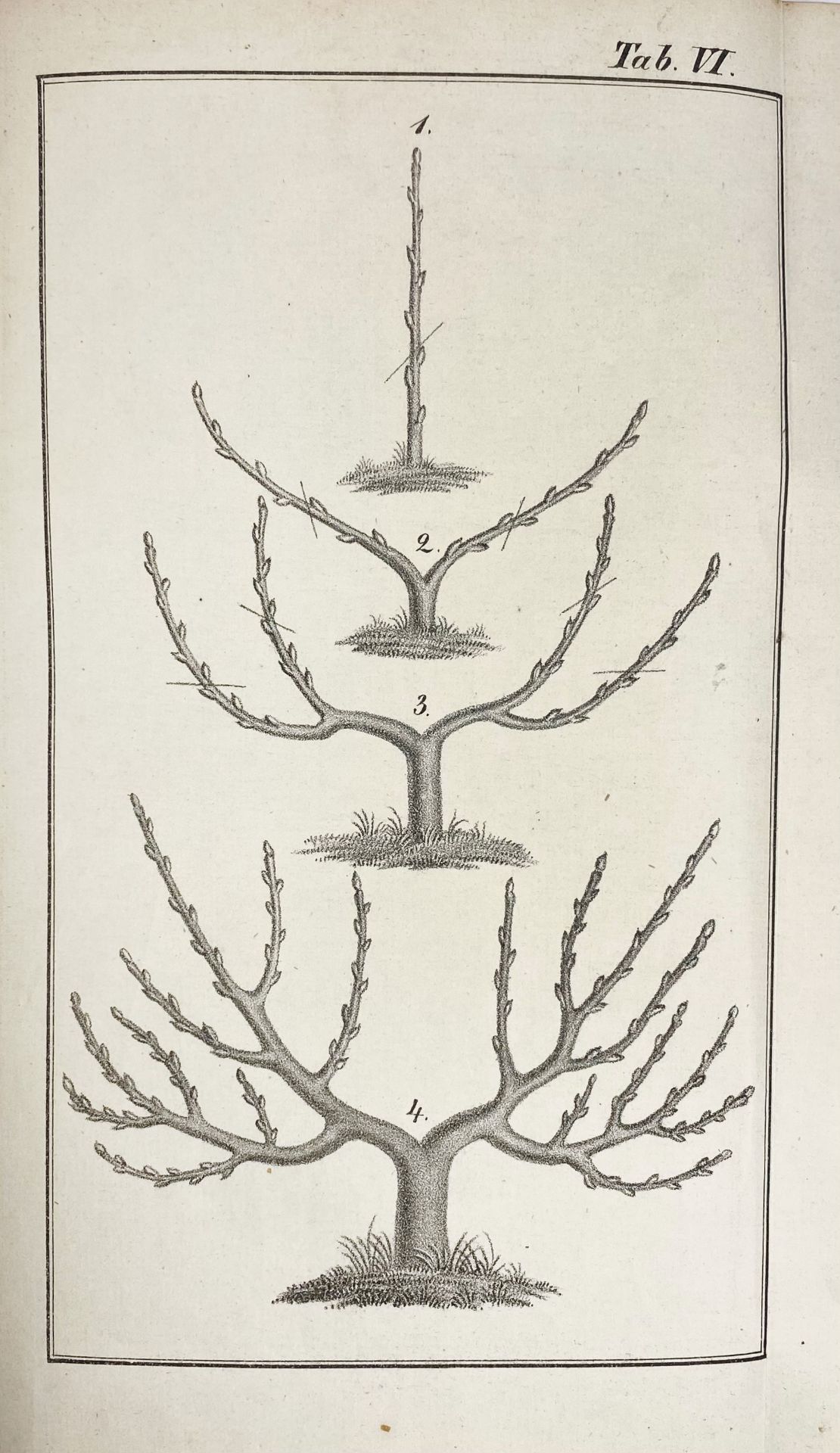 DITTRICH, J.G. Systematisches Handbuch der Obstkunde nebst Anleitung zur Obstbaumzucht und zweckmäss - Bild 2 aus 3