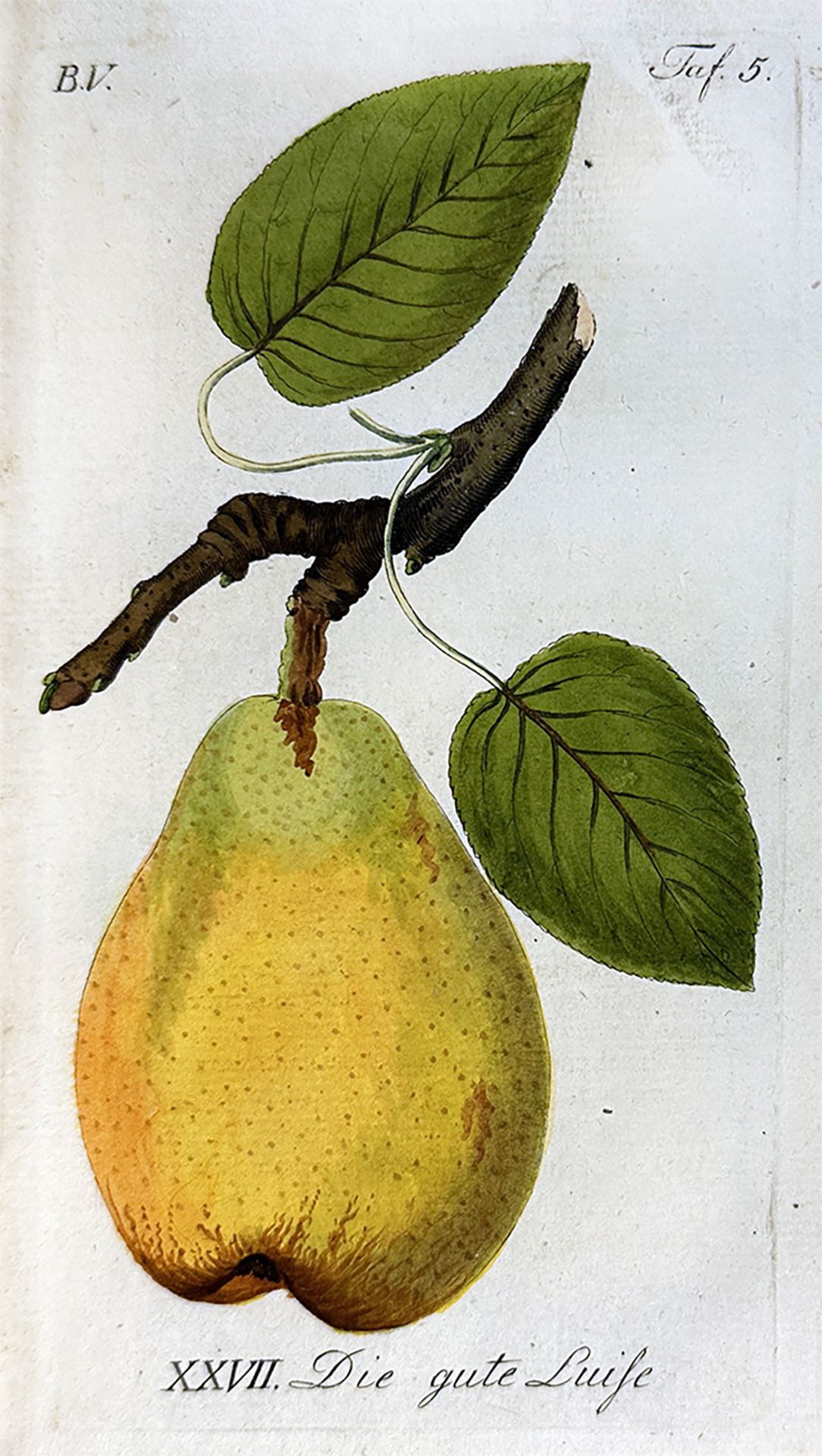 SICKLER, J.V., hrsg. Der teutsche Obstgärtner oder gemeinnütziges Magazin der Obstbaues in