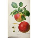 APPLES & PEARS -- GOETHE, R., H. DEGENKOLB & R. MERTENS. Die wichtigsten deutschen Kernobstsorten