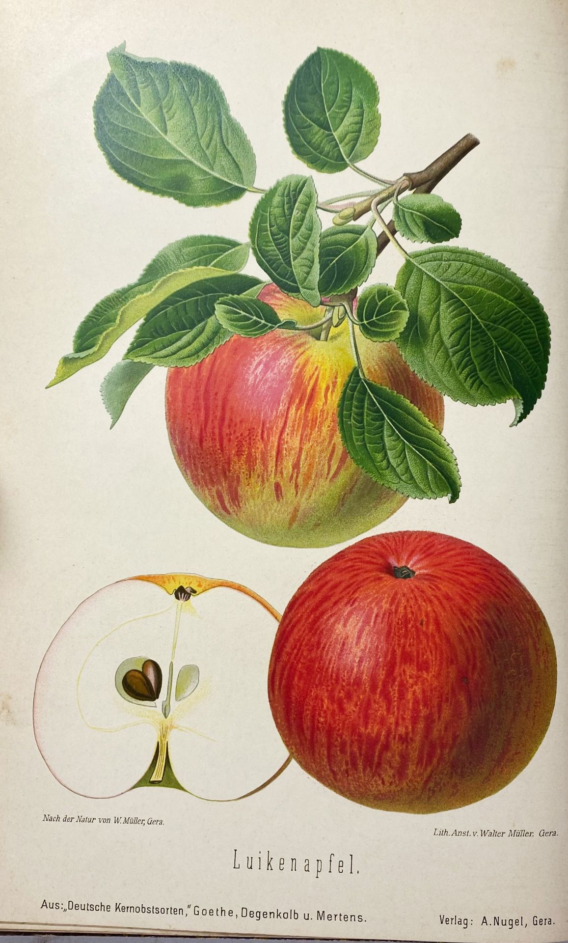 APPLES & PEARS -- GOETHE, R., H. DEGENKOLB & R. MERTENS. Die wichtigsten deutschen Kernobstsorten