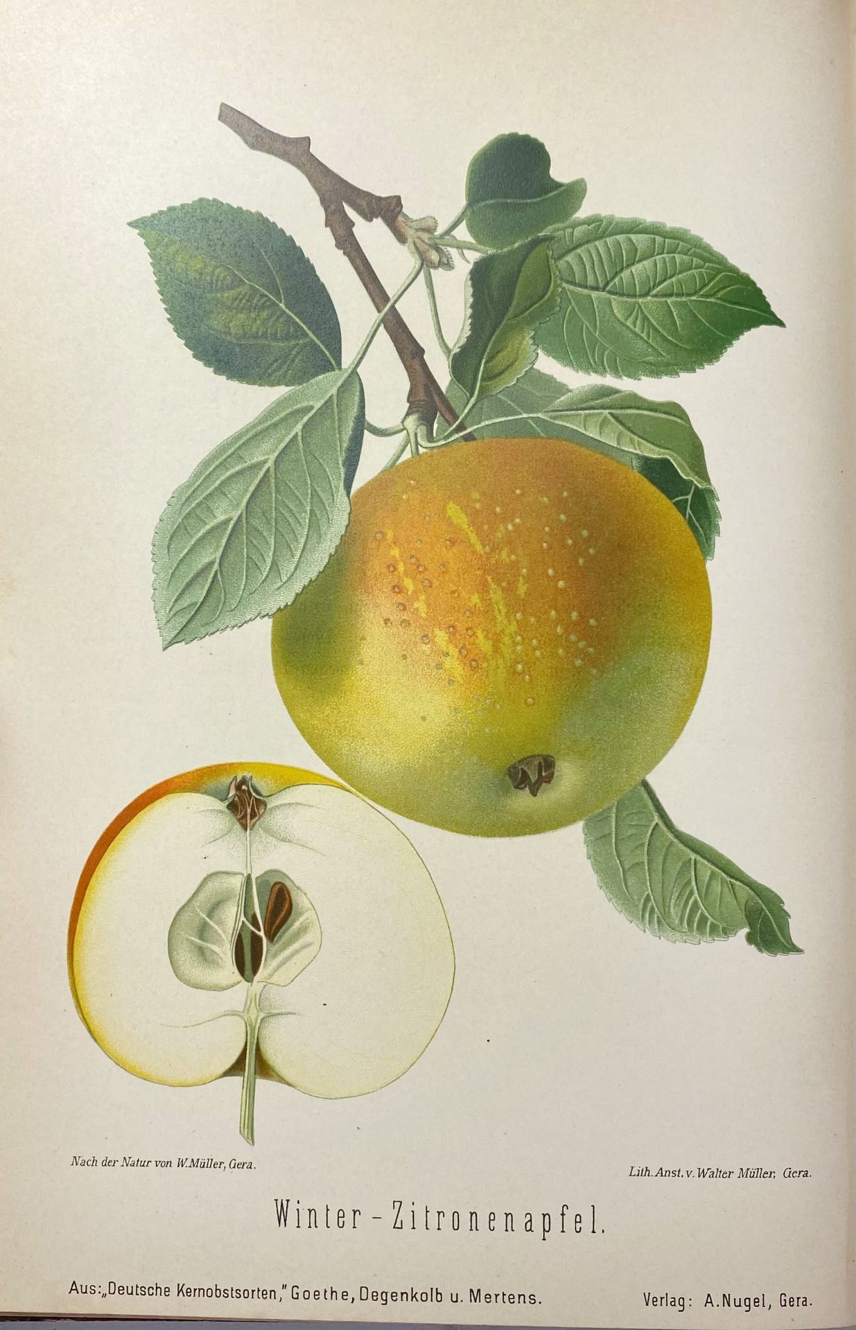 APPLES & PEARS -- GOETHE, R., H. DEGENKOLB & R. MERTENS. Die wichtigsten deutschen Kernobstsorten - Image 2 of 5