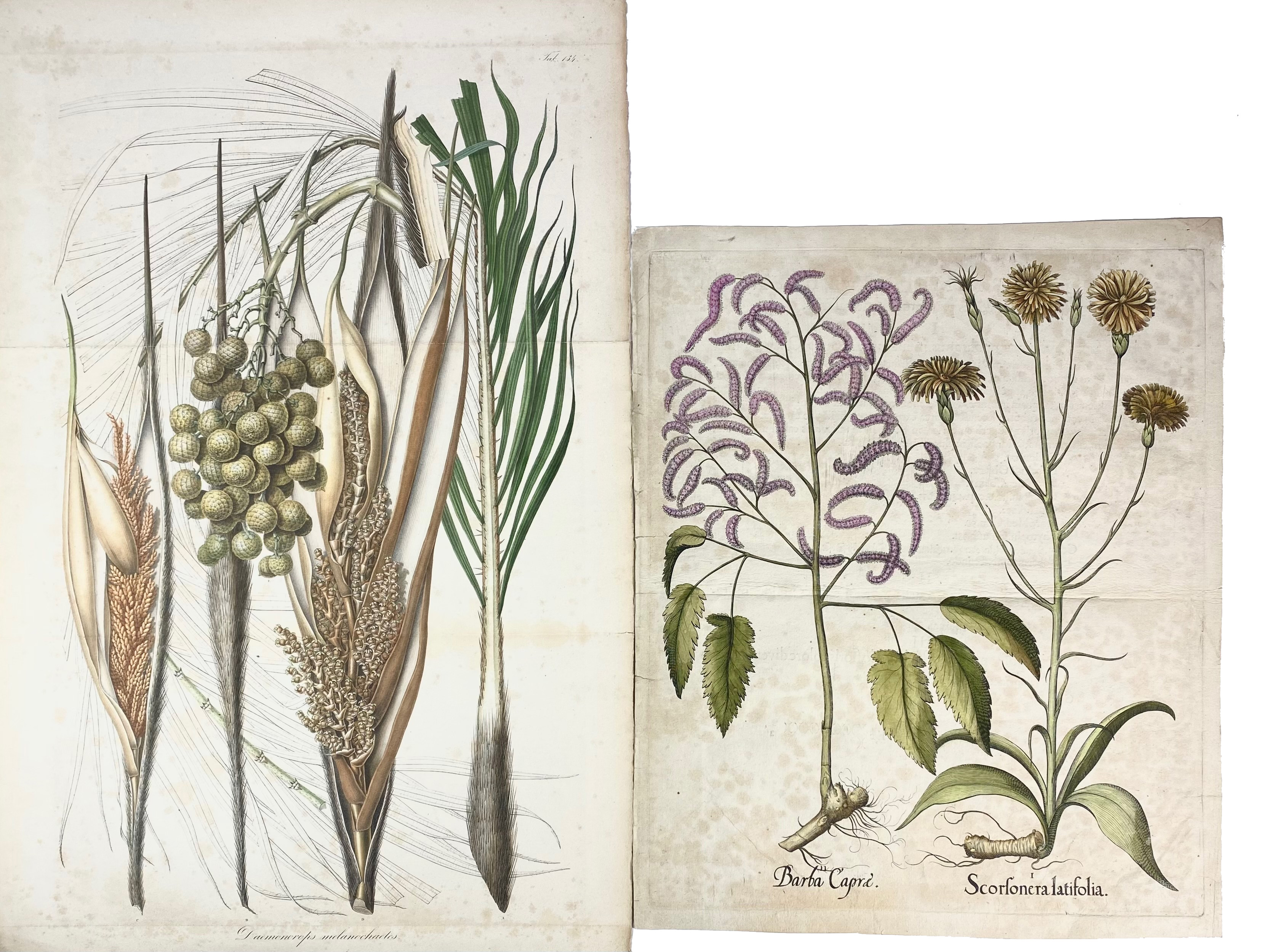 BOTANY -- "BARBA CAPRAE / Scorsonera latifolia". (c. 1613). Handcold. engr. from B. Besler's