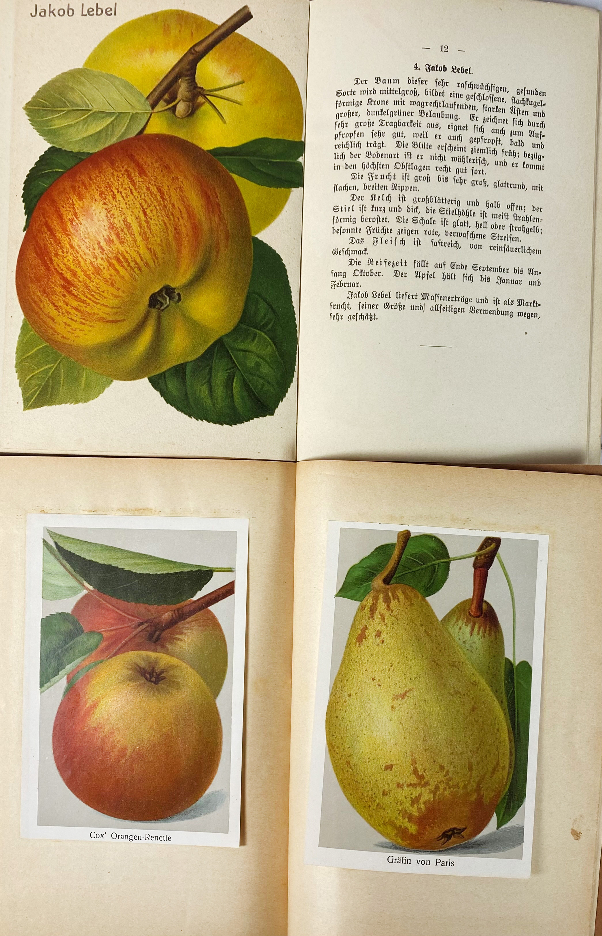 APPLES & PEARS -- LUCAS, F. Die wertvollsten Tafeläpfel und Tafelbirnen. 1893. W. 118 - Image 2 of 2