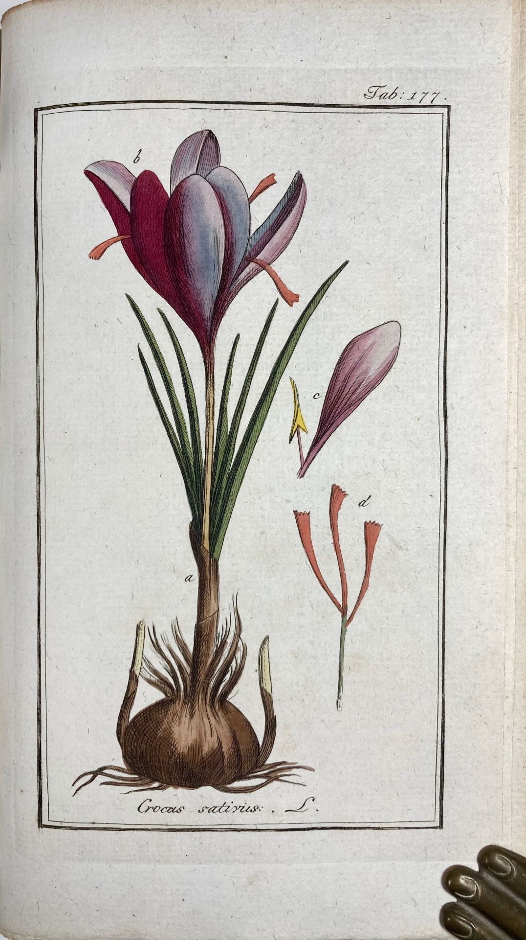 BOTANY -- (ZORN, J.). Afbeeldingen der artseny-gewassen met derzelver Nederduytsche en Latynsche - Bild 4 aus 5