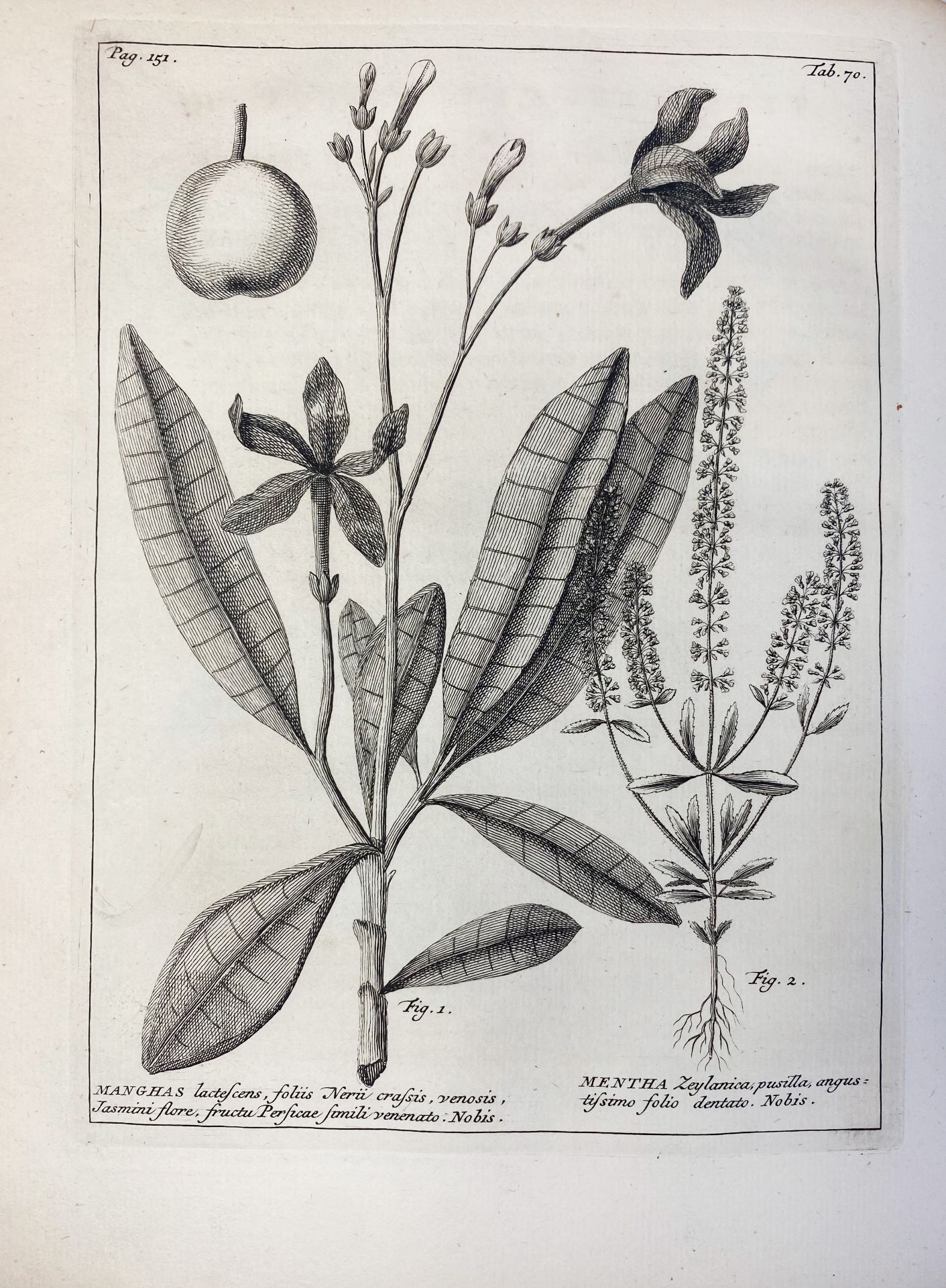 BOTANY -- BURMANN, J. Thesaurus Zeylanicus, exhibens plantas in insula Zeylana nascentes; inter - Image 7 of 7