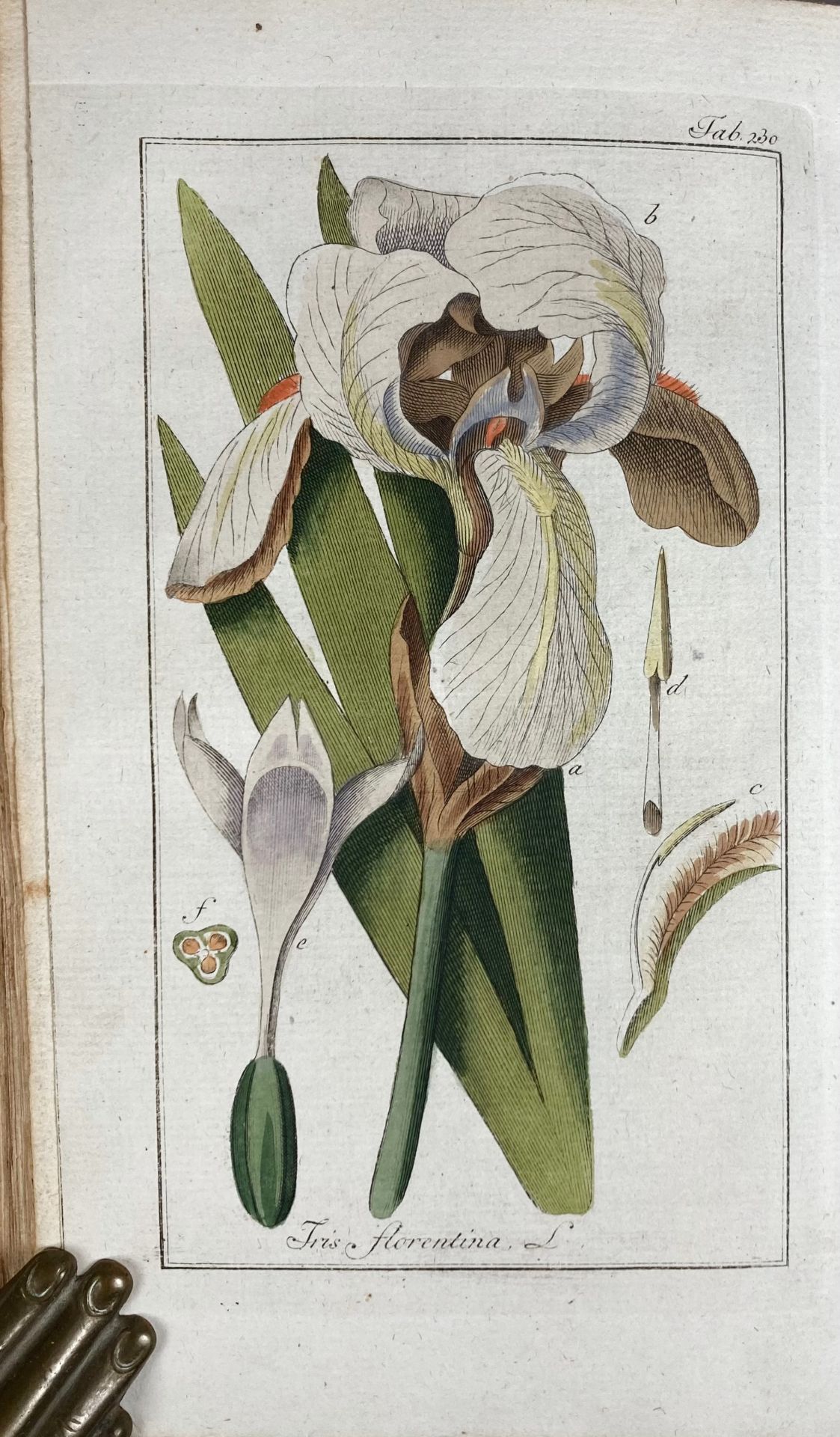 BOTANY -- (ZORN, J.). Afbeeldingen der artseny-gewassen met derzelver Nederduytsche en Latynsche - Bild 3 aus 5