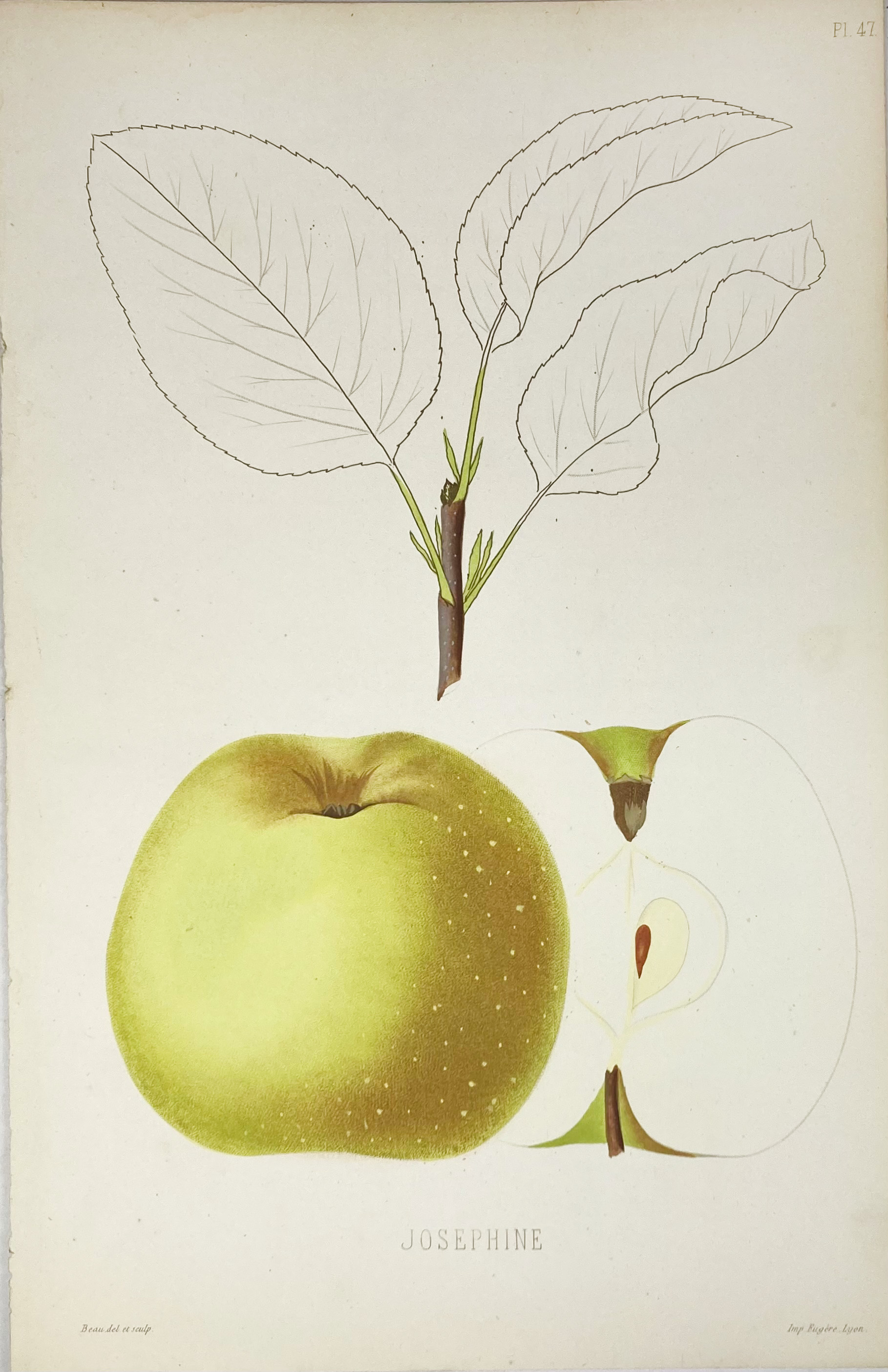 POMOLOGIE de la France ou histoire et description de tous les Fruits - Image 2 of 8