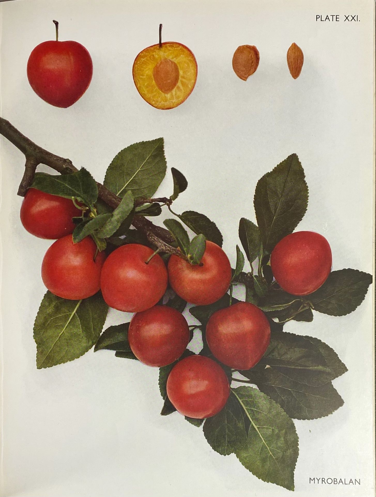 STONE FRUIT -- PLUMS -- TAYLOR, H.V. The plums of England. 1949. W. 32 - Bild 2 aus 2