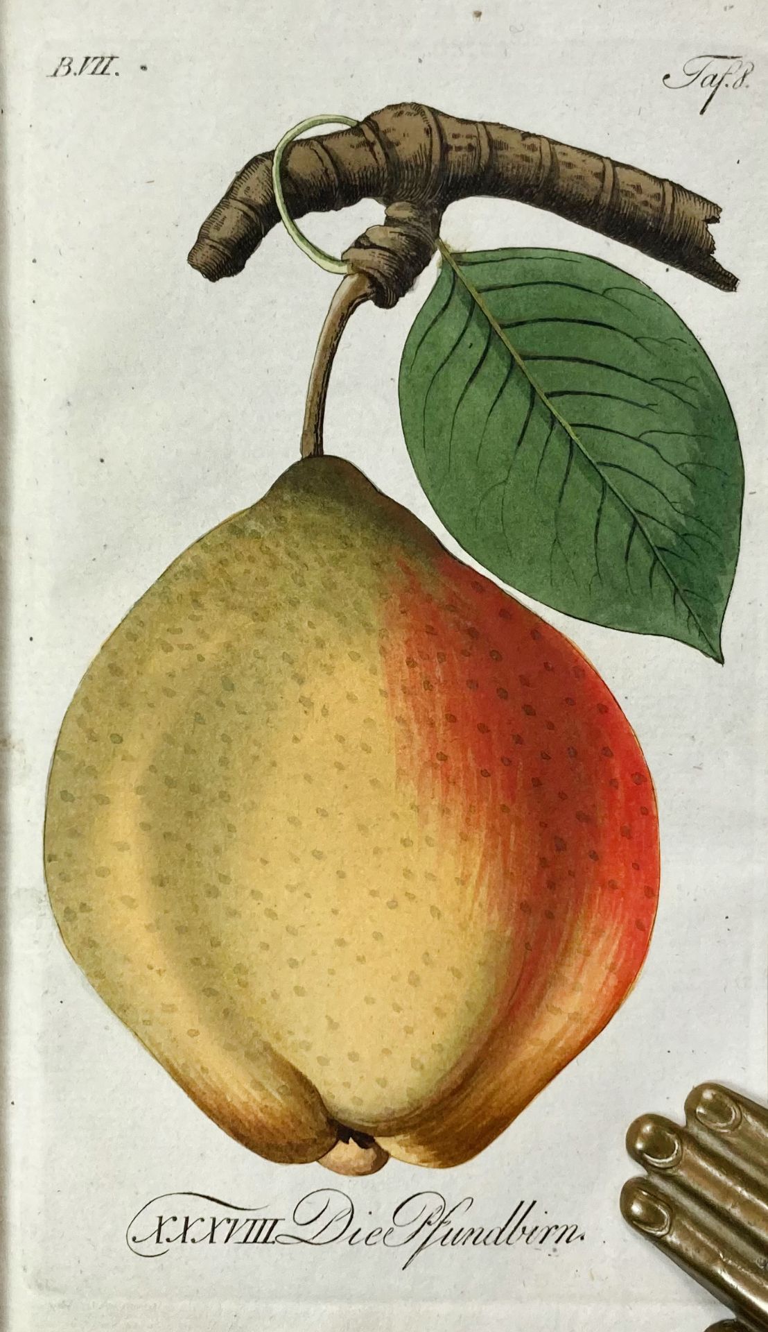 SICKLER, J.V., hrsg. Der teutsche Obstgärtner oder gemeinnütziges Magazin der Obstbaues in - Bild 7 aus 7