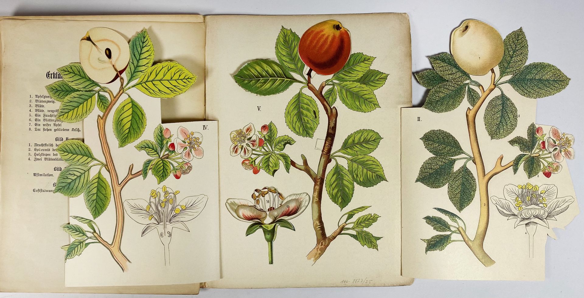 APPLES -- SCHLEYER, A. Der Apfel. Bildliche Darstellung der Blüte, Frucht und übrigen - Bild 2 aus 4