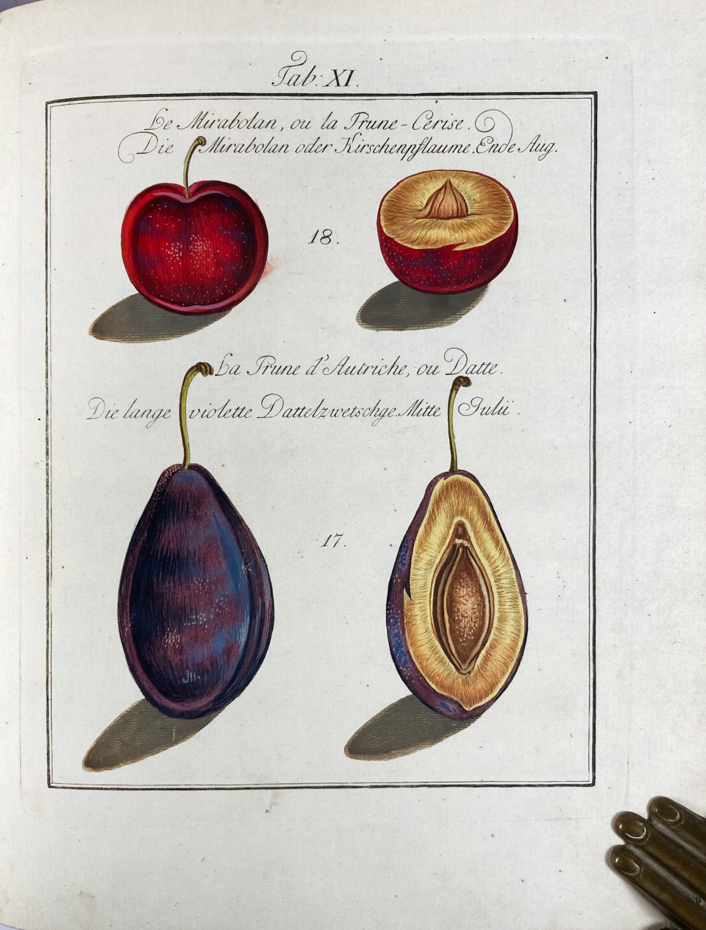 MAYER, J.P. Pomona Franconica. Déscription des arbres fruitiers, les plus connus et - Image 3 of 6