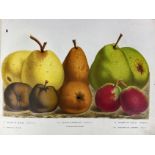 PEARS -- HOUTTE, L. v. (Établissement Horticole de Louis Van Houtte). Nos poires