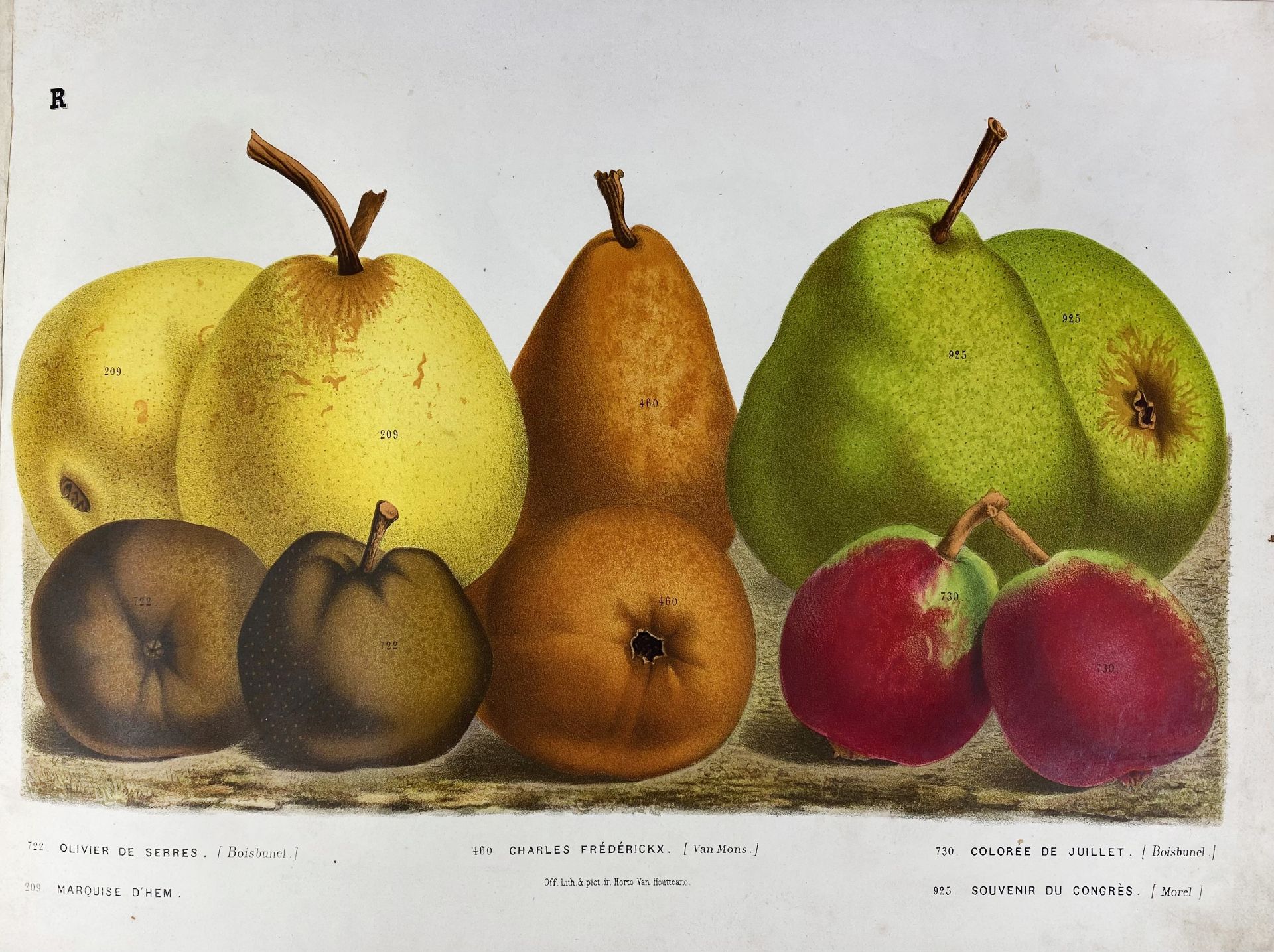 PEARS -- HOUTTE, L. v. (Établissement Horticole de Louis Van Houtte). Nos poires