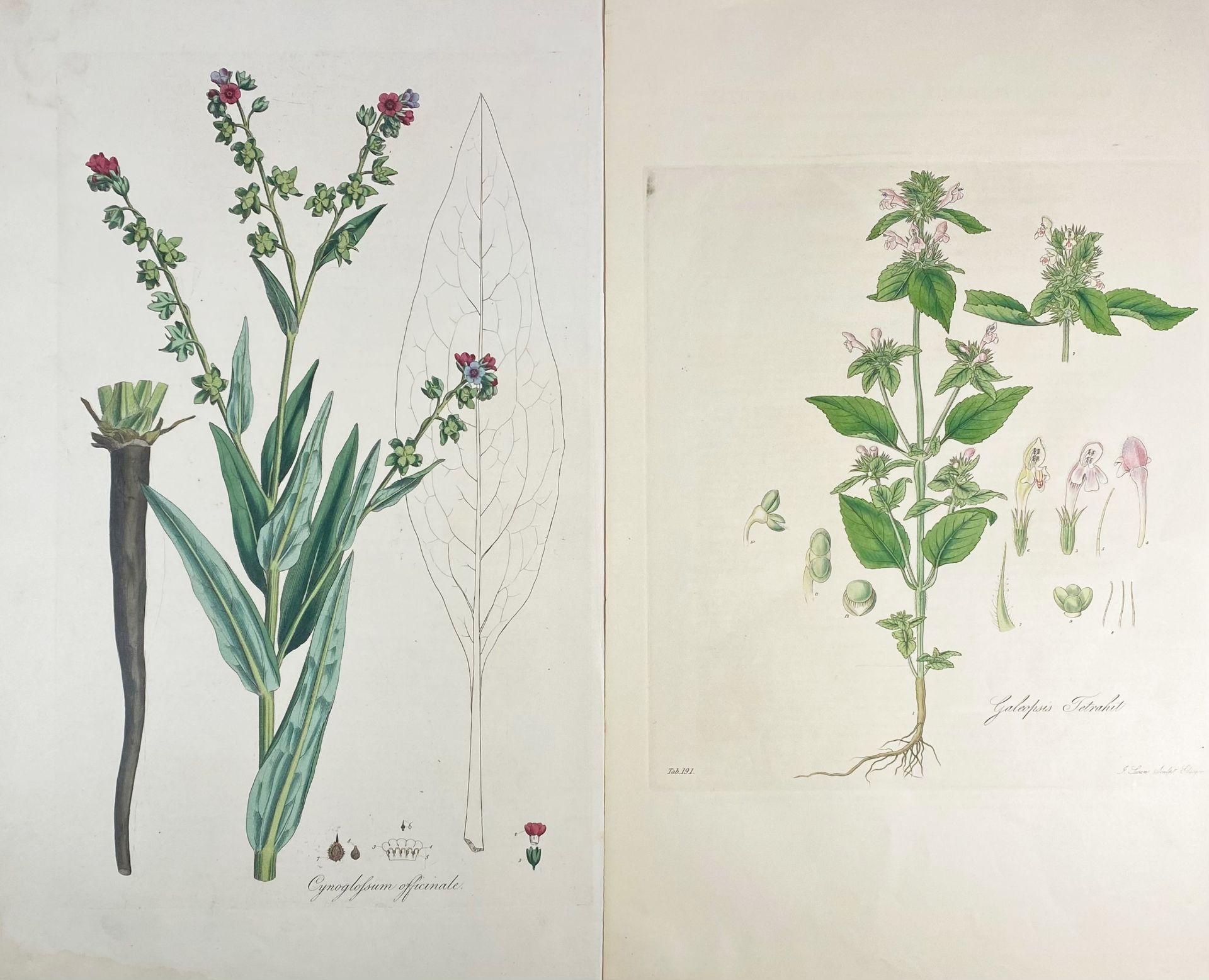 BOTANY -- "BARBA CAPRAE / Scorsonera latifolia". (c. 1613). Handcold. engr. from B. Besler's - Image 3 of 3