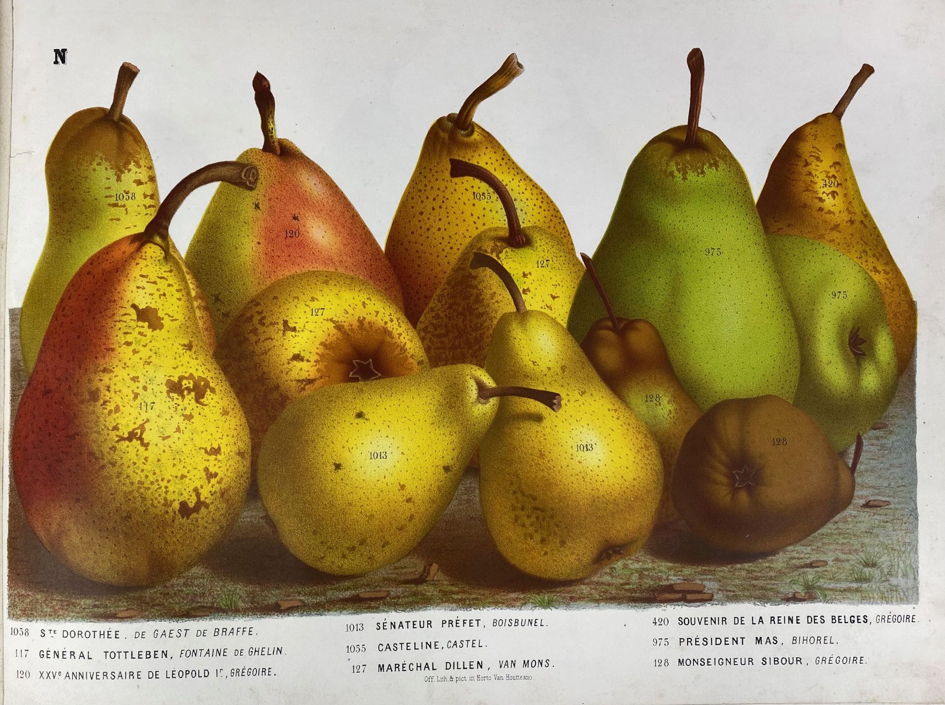 PEARS -- HOUTTE, L. v. (Établissement Horticole de Louis Van Houtte). Nos poires - Image 2 of 3