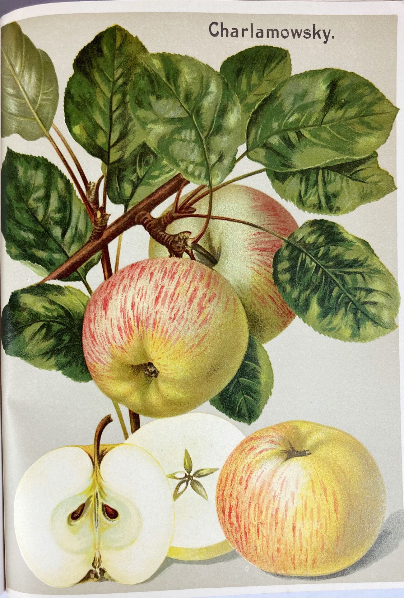 FRUIT GROWING -- MÜLLER, (J.), (O.) BISSMANN, (u.a.). Deutschlands Obstsorten. Stuttg., Eckstein & S - Bild 3 aus 4