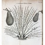 ARBORICULTURE -- FORSYTH, W. A treatise on the culture and management of fruit