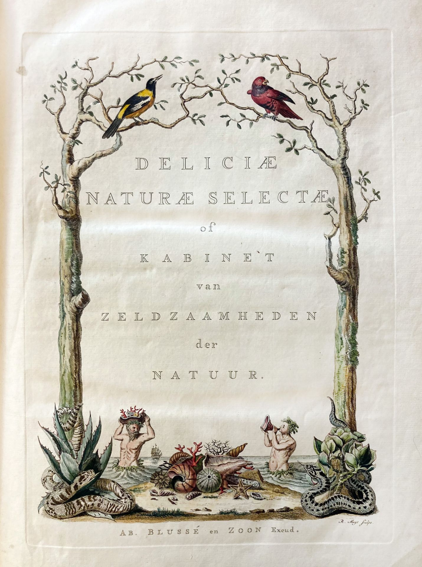 KNORR, G.W. Deliciæ Naturæ Selectæ, of Uitgeleezen Kabinet van Natuurlyke Zeldzaamheden; welke - Bild 4 aus 7
