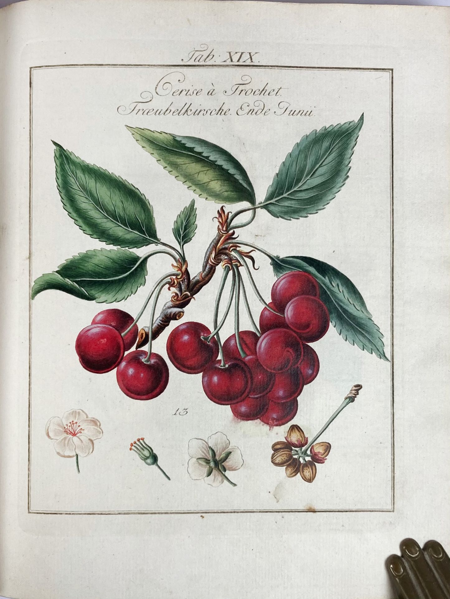 MAYER, J.P. Pomona Franconica. Déscription des arbres fruitiers, les plus connus et - Bild 2 aus 6