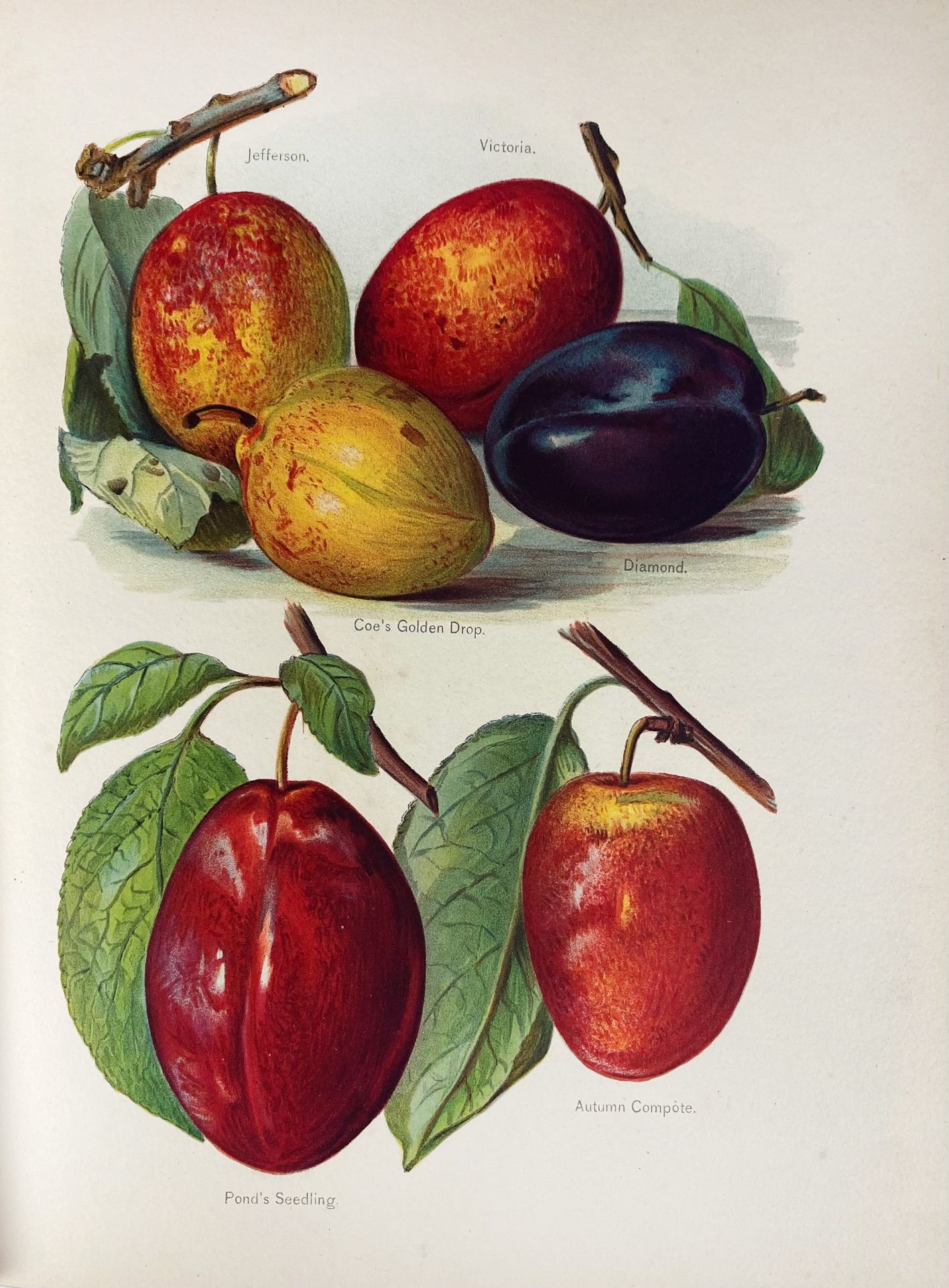 FRUIT GROWING -- WRIGHT, J. The fruit grower's guide. Lond., J.S. Virtue & Co - Image 4 of 4