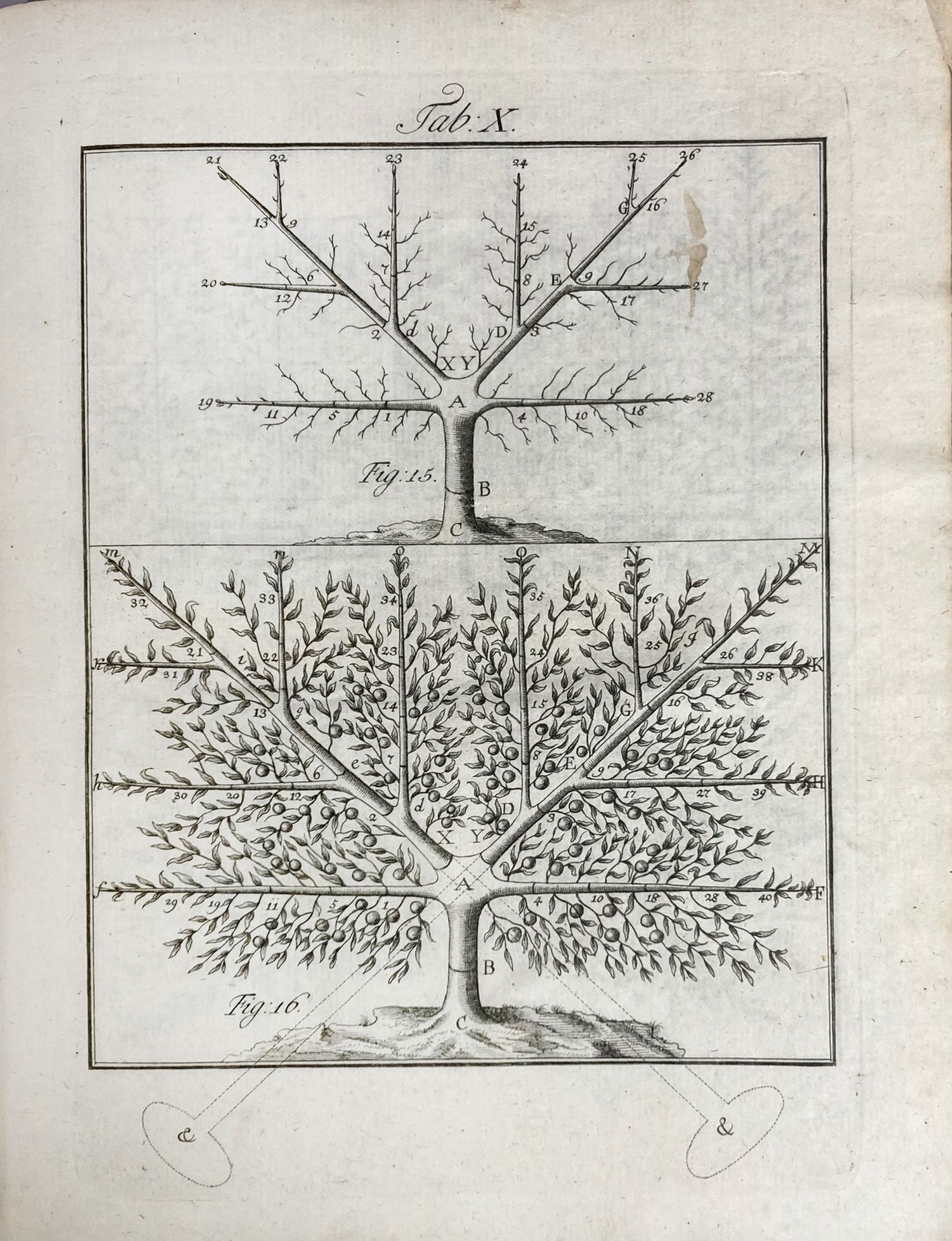 MAYER, J.P. Pomona Franconica. Déscription des arbres fruitiers, les plus connus et - Bild 4 aus 6