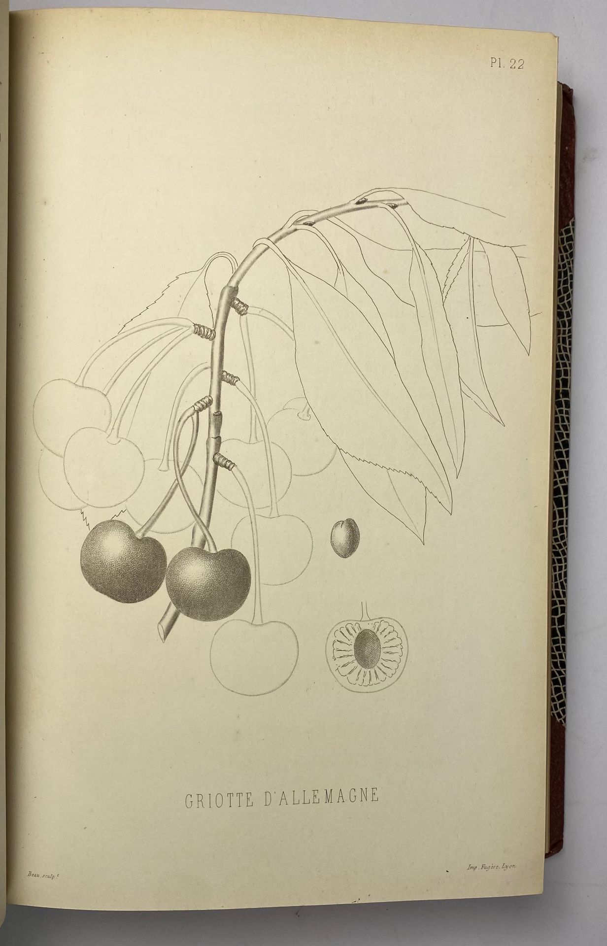 POMOLOGIE de la France ou histoire et description de tous les Fruits - Bild 3 aus 4