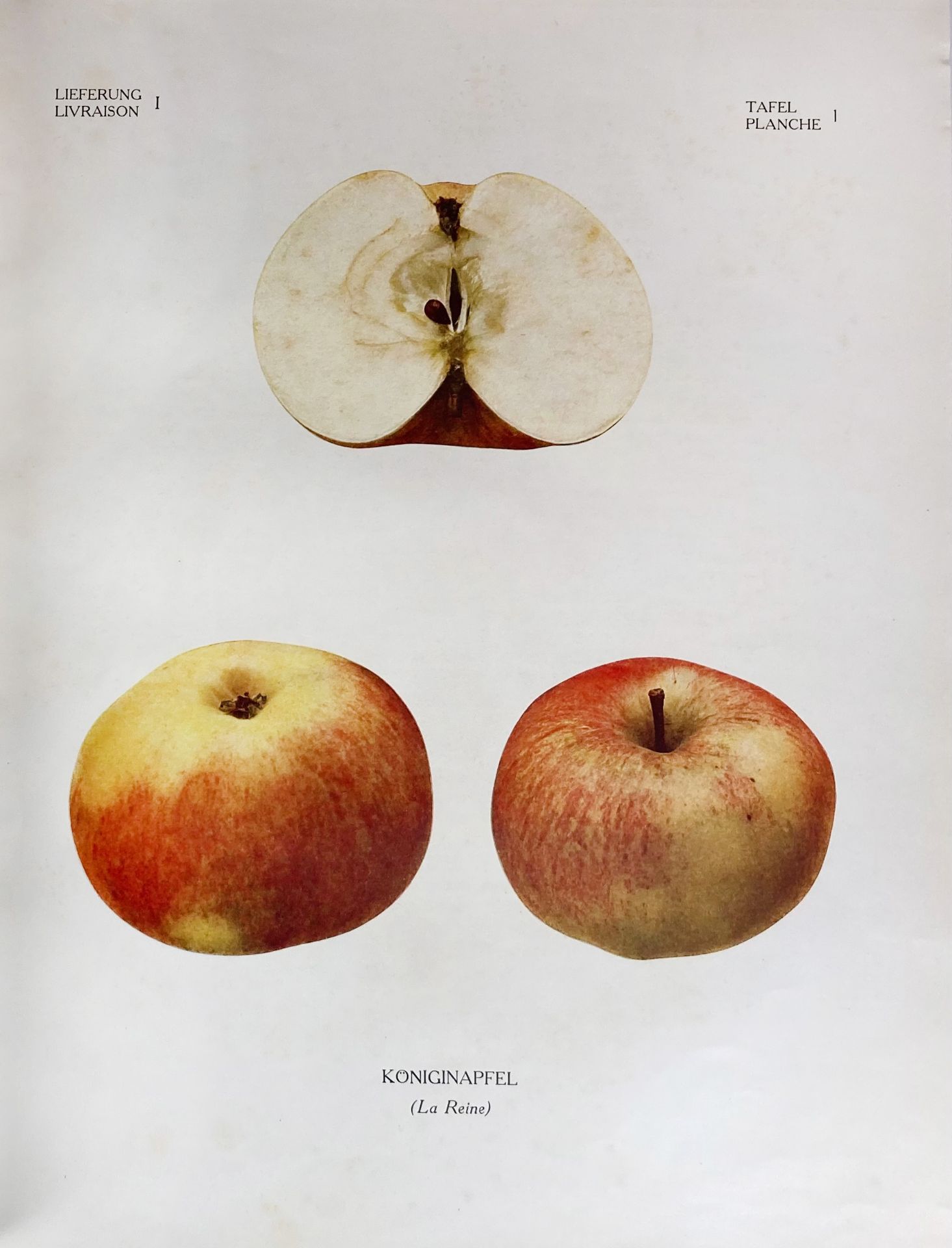 ZSCHOKKE, Th. Schweizerisches Obstbildwerk/Pomologie suisse illustrée. Hrsg. v. Schweiz. Obst- und